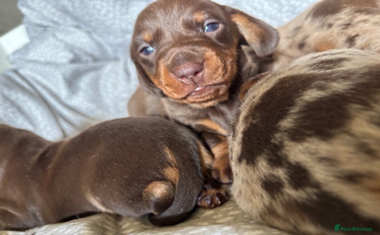 Miniature Dachshund dogs - Advert 11