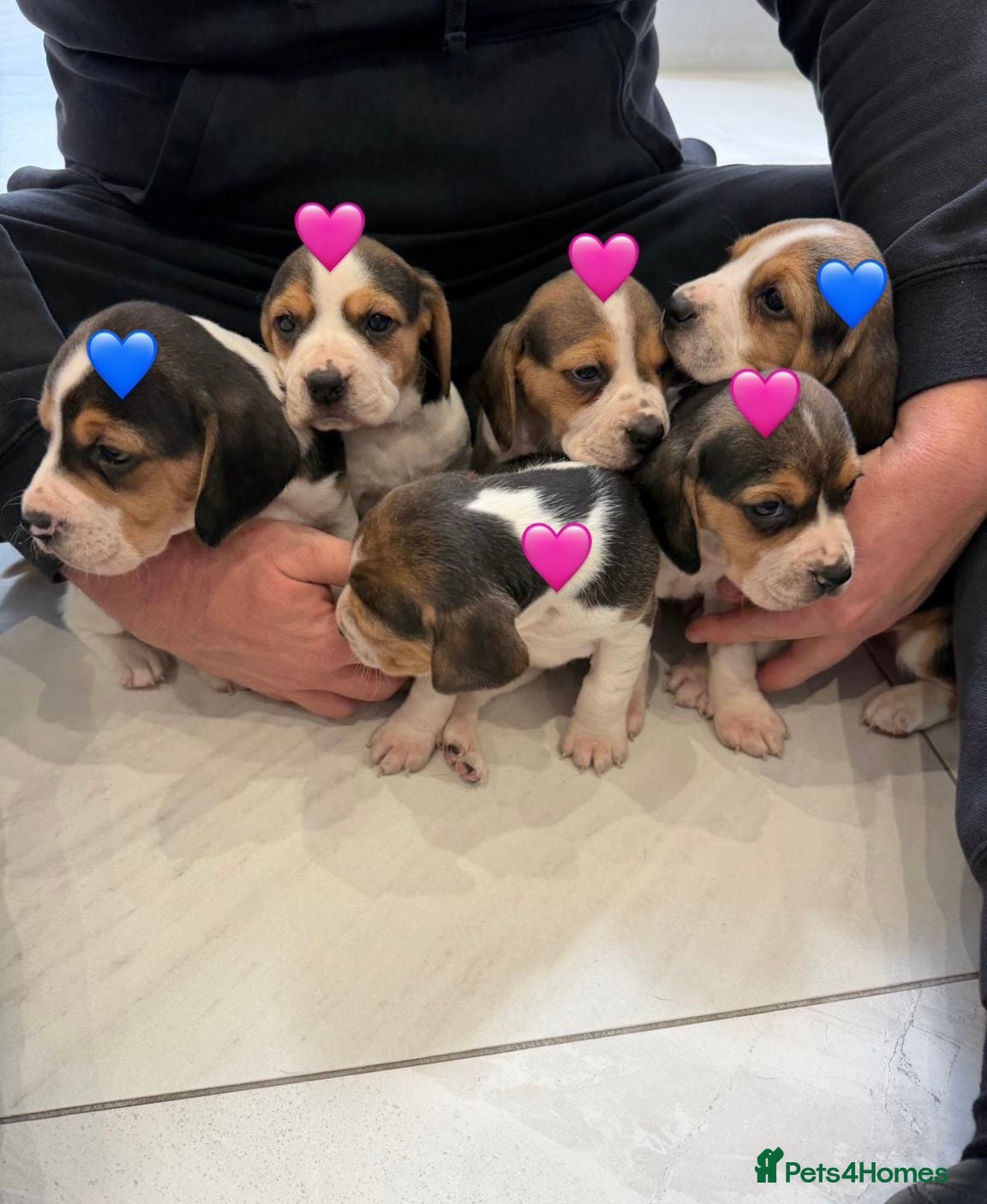 Beagle dogs Beagle puppies only 1 girl left  - Advert 1