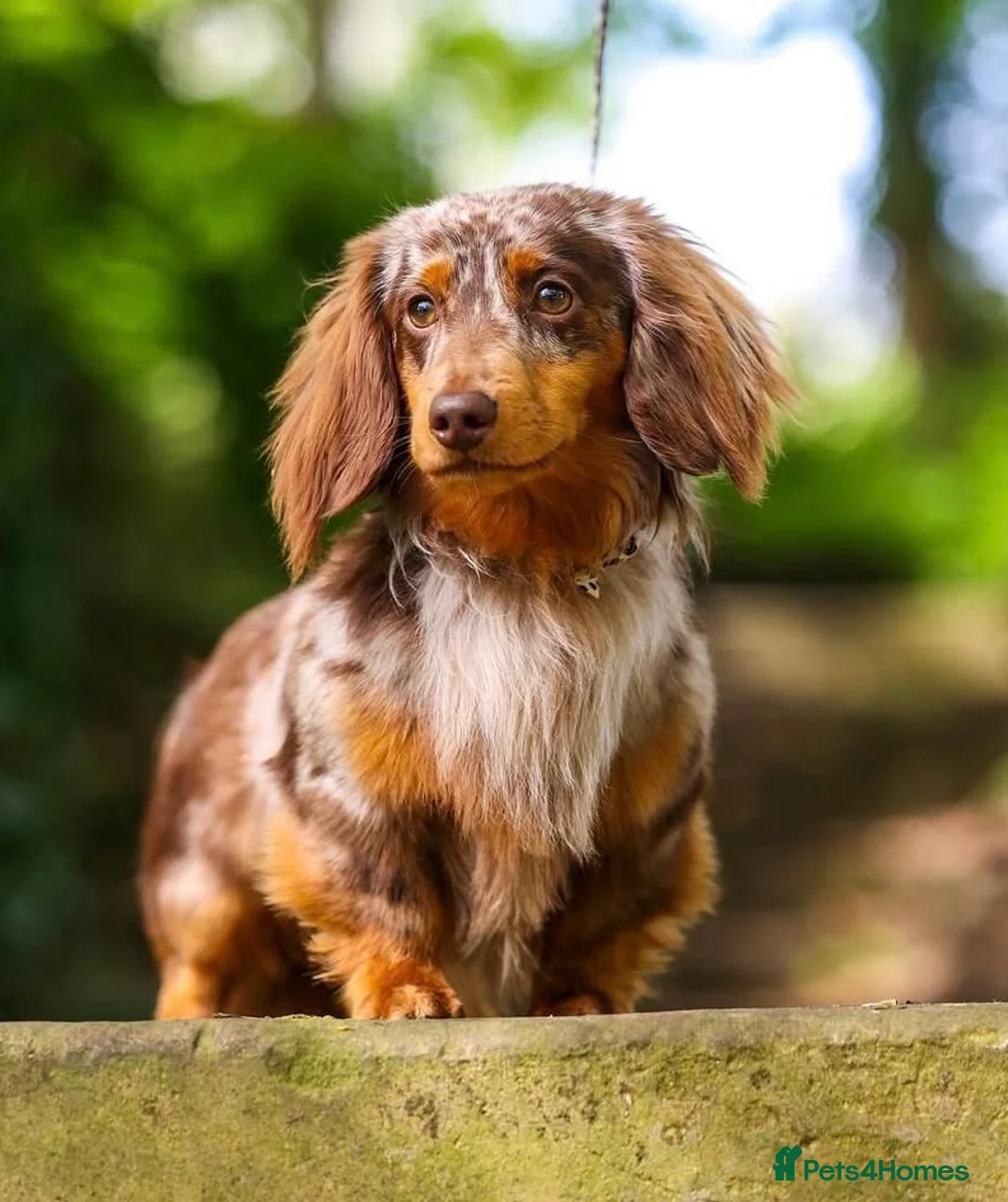 Dachshund dogs for sale: Dapple long haired  - Advert 1