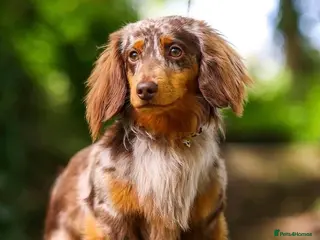 Dachshund dogs Dapple long haired - Advert 1