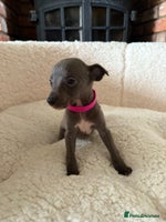 Whippet dogs - Advert 3