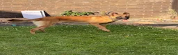 Mixed Breed dogs for sale: Shepinois bitch  - Advert 4