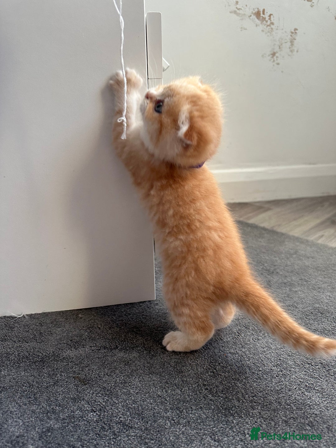 Scottish Fold cats for sale: Scottish fold Kitten Healthy &Loving - Advert 12