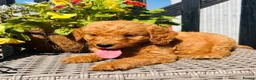 Mini Goldendoodle dogs for sale: 🧡❤️ GORGEOUS MINI GOLDENDOODLE PUPPIES ❤️🧡 - Advert 21
