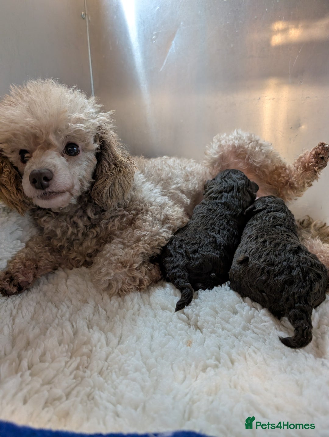 Toy Poodle dogs for sale: Pedigree Chocolate Toy Poodle  - Advert 1