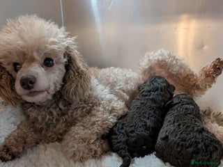 Toy Poodle dogs Pedigree Chocolate Toy Poodle - Advert 2