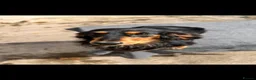 Miniature Dachshund dogs for stud: Pinot , Porter  & teddy & Bronte  - Advert 2