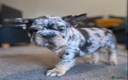 French Bulldog dogs for sale: FLUFFY AND PINK CARRIERS  - Advert 10