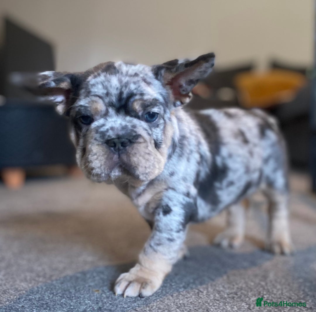 French Bulldog dogs for sale: FLUFFY AND PINK CARRIERS  - Advert 10
