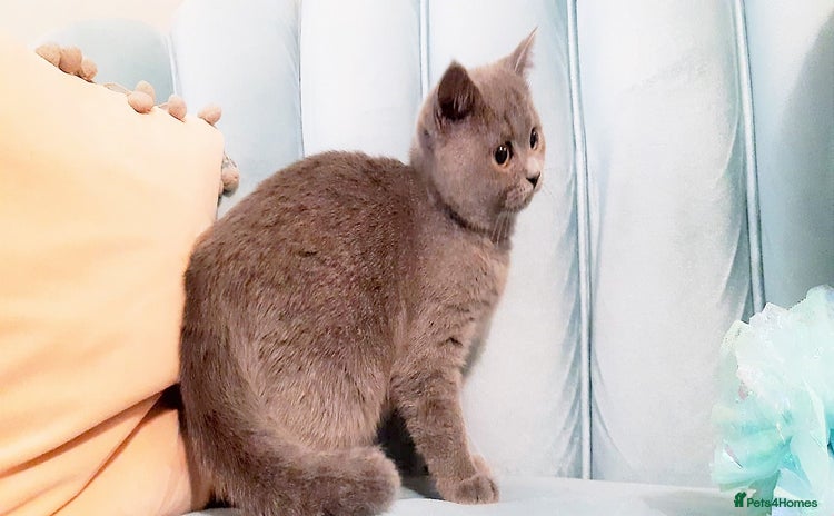 British Shorthair cats - Advert 15