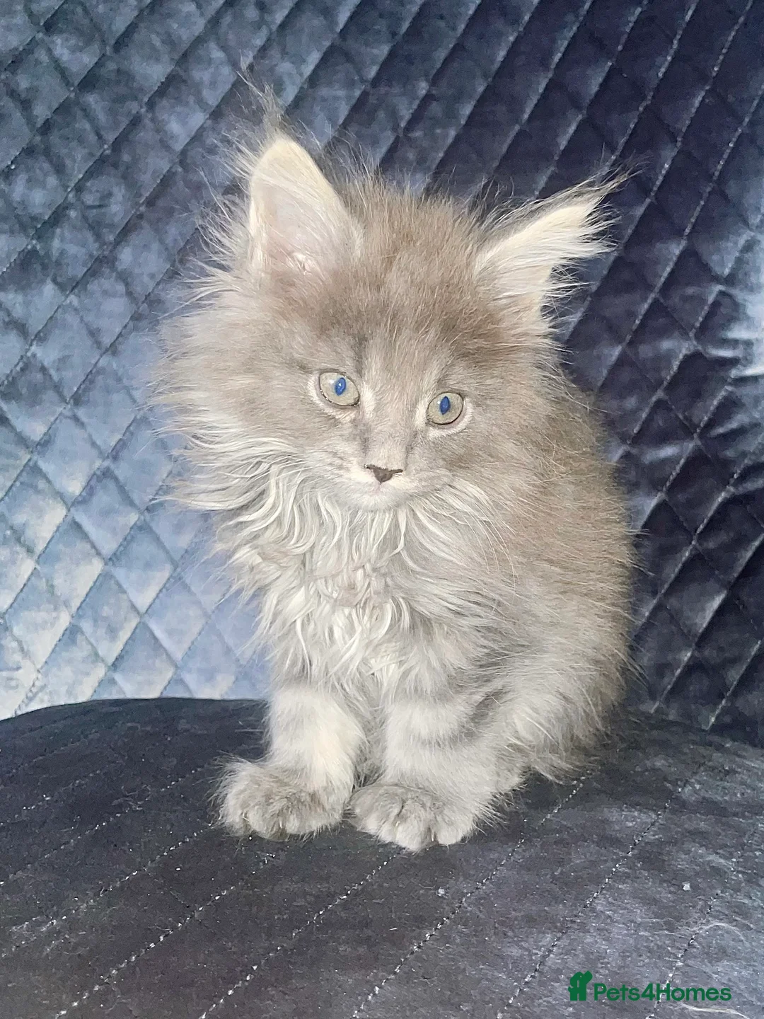 Maine Coon cats for sale: Giant Russian Mainecoons Kittens - Advert 33