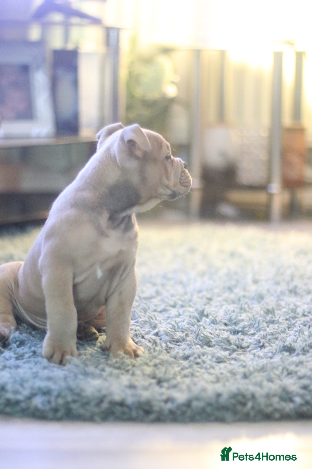 Dorset Olde Tyme Bulldogge dogs for sale: Victorian bulldogs - Advert 11