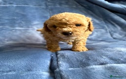 Cavapoo dogs for sale: Gorgeous cavapoo puppys - Image 8
