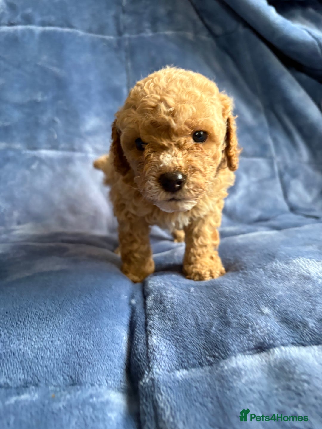 Cavapoo dogs for sale: Gorgeous cavapoo puppys - Image 8