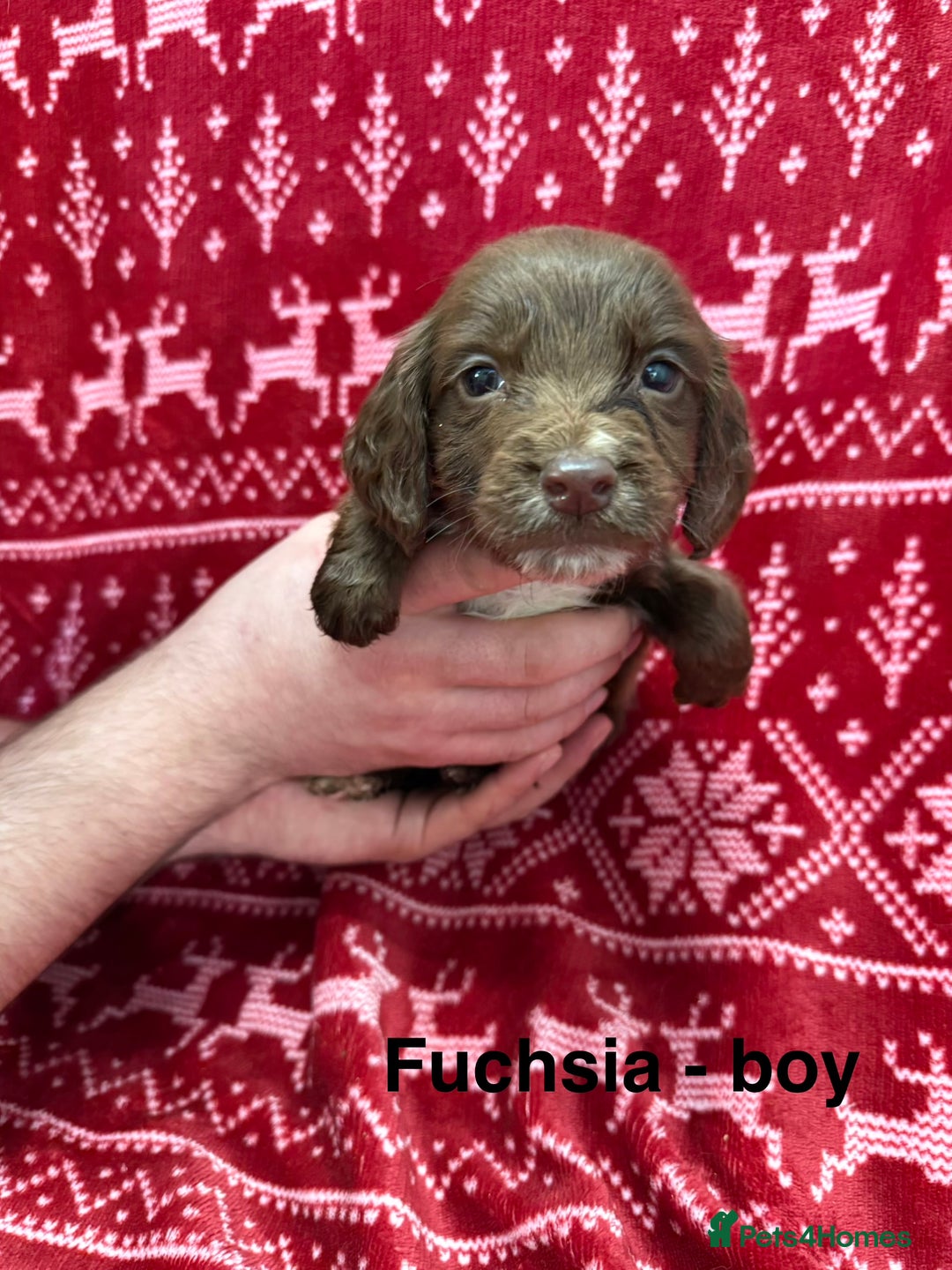 Cocker Spaniel dogs for sale: cocker spaniel puppies  - Advert 16