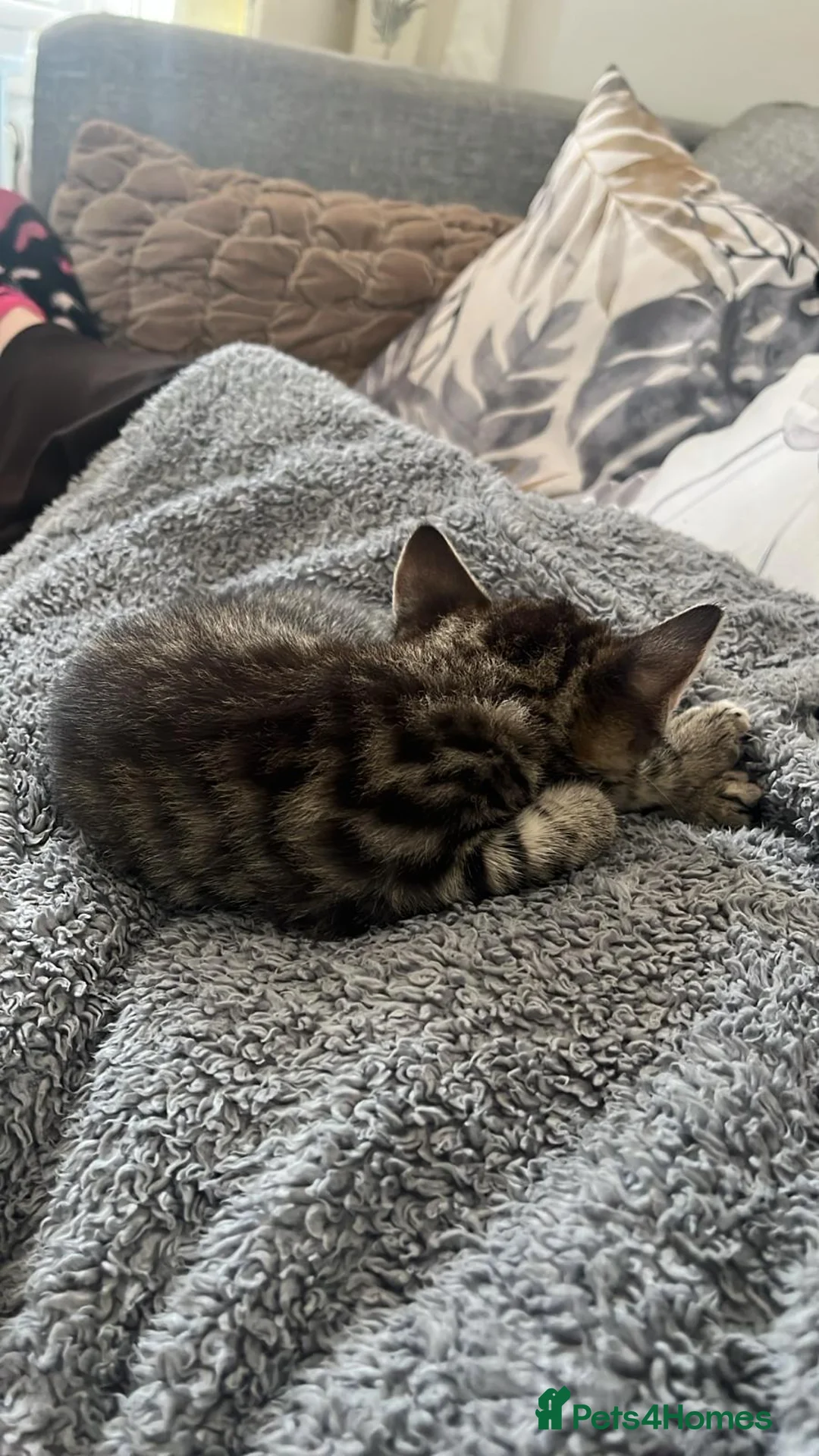 Maine Coon cats for sale: Mixed Maine Coon Tabby - Advert 6