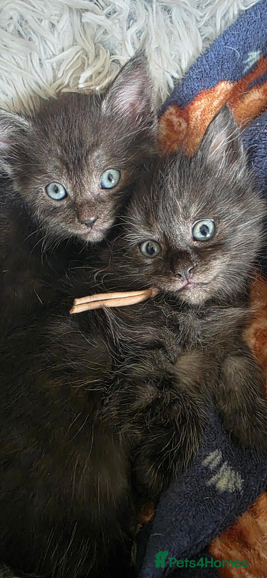 Mixed Breed cats Silver smoked maincoon cross - Advert 3