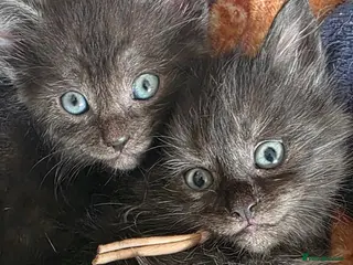 Mixed Breed cats Silver smoked maincoon cross - Advert 6