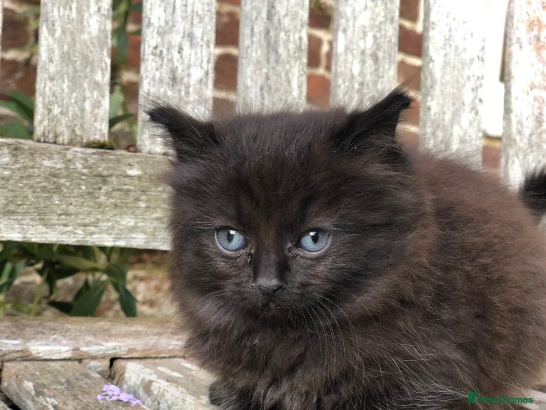 Mixed Breed cats for sale: Violet’s kittens - Image 6