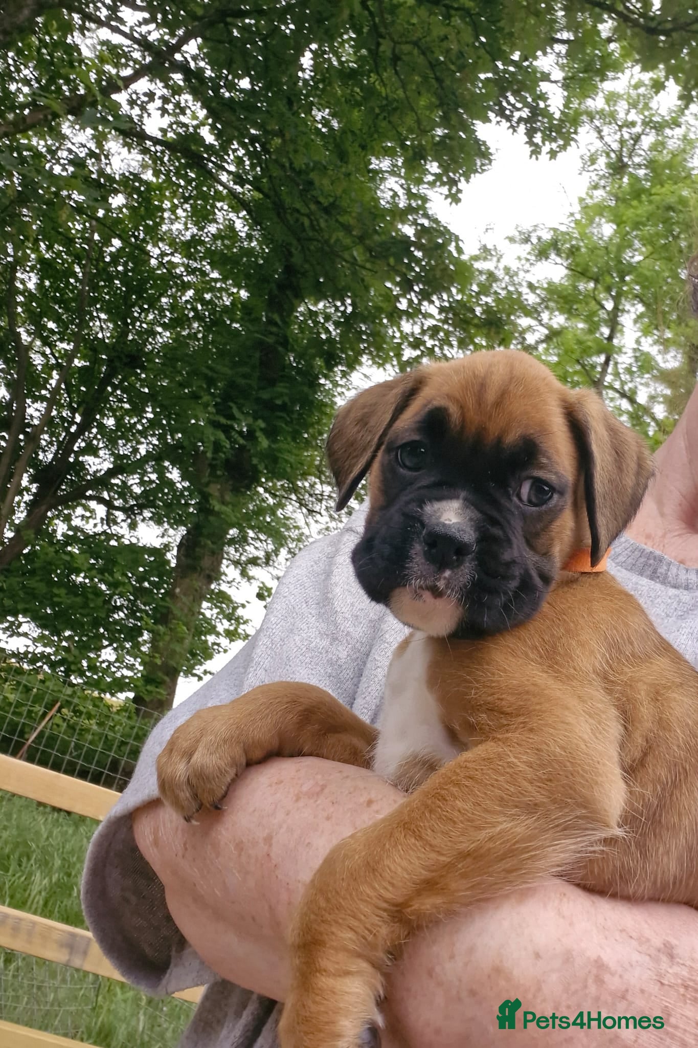 Boxer dogs GORGEOUS KC PUPPIES  - Advert 12