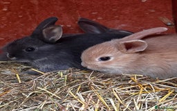Mini Lop rabbits for sale: Mini lop - Image 2