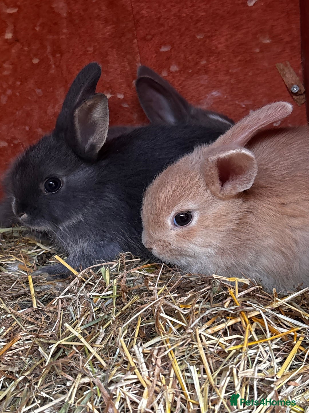 Mini Lop rabbits for sale: Mini lop - Image 2