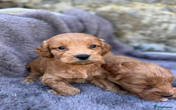 Cockapoo dogs for sale: ⭐️Ready Now, beautiful boys⭐️ Cockapoo puppies - Image 4