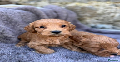 Cockapoo dogs - Advert 11