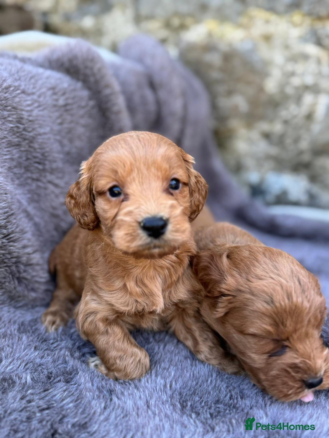 Cockapoo dogs for sale: ⭐️Ready Now, beautiful boys⭐️ Cockapoo puppies - Image 4