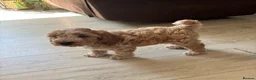 Cockapoo dogs for sale: Our beautiful cockerpoo babies  - Advert 2