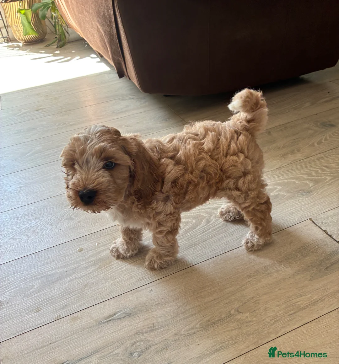 Cockapoo dogs for sale: Our beautiful cockerpoo babies  - Advert 2