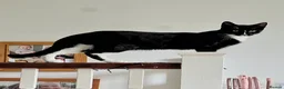 Mixed Breed cats for sale: 2 Cats for rehome - Advert 2