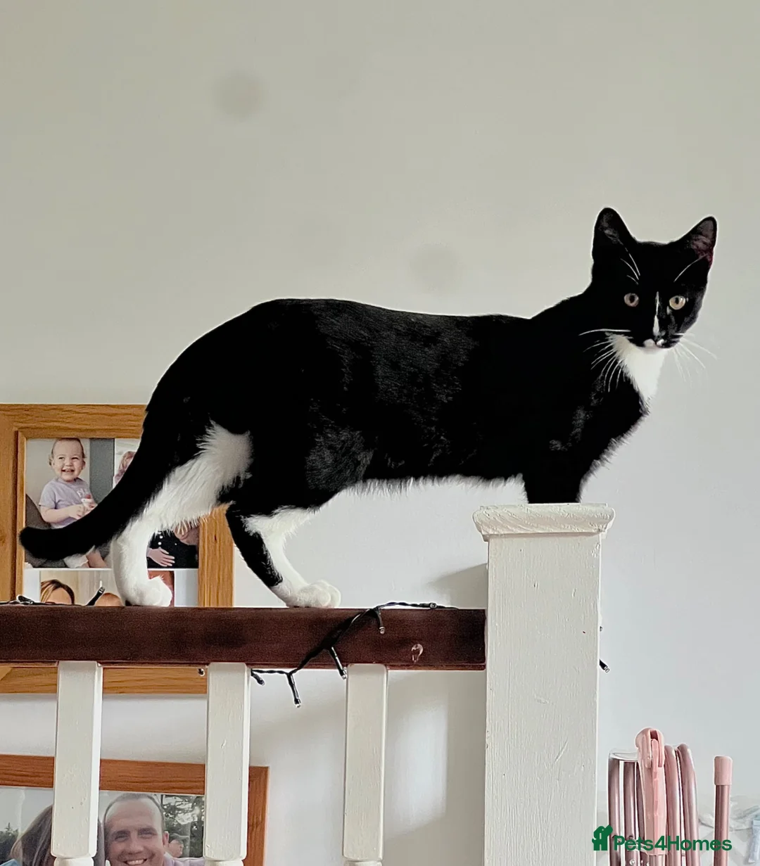 Mixed Breed cats for sale: 2 Cats for rehome - Advert 2