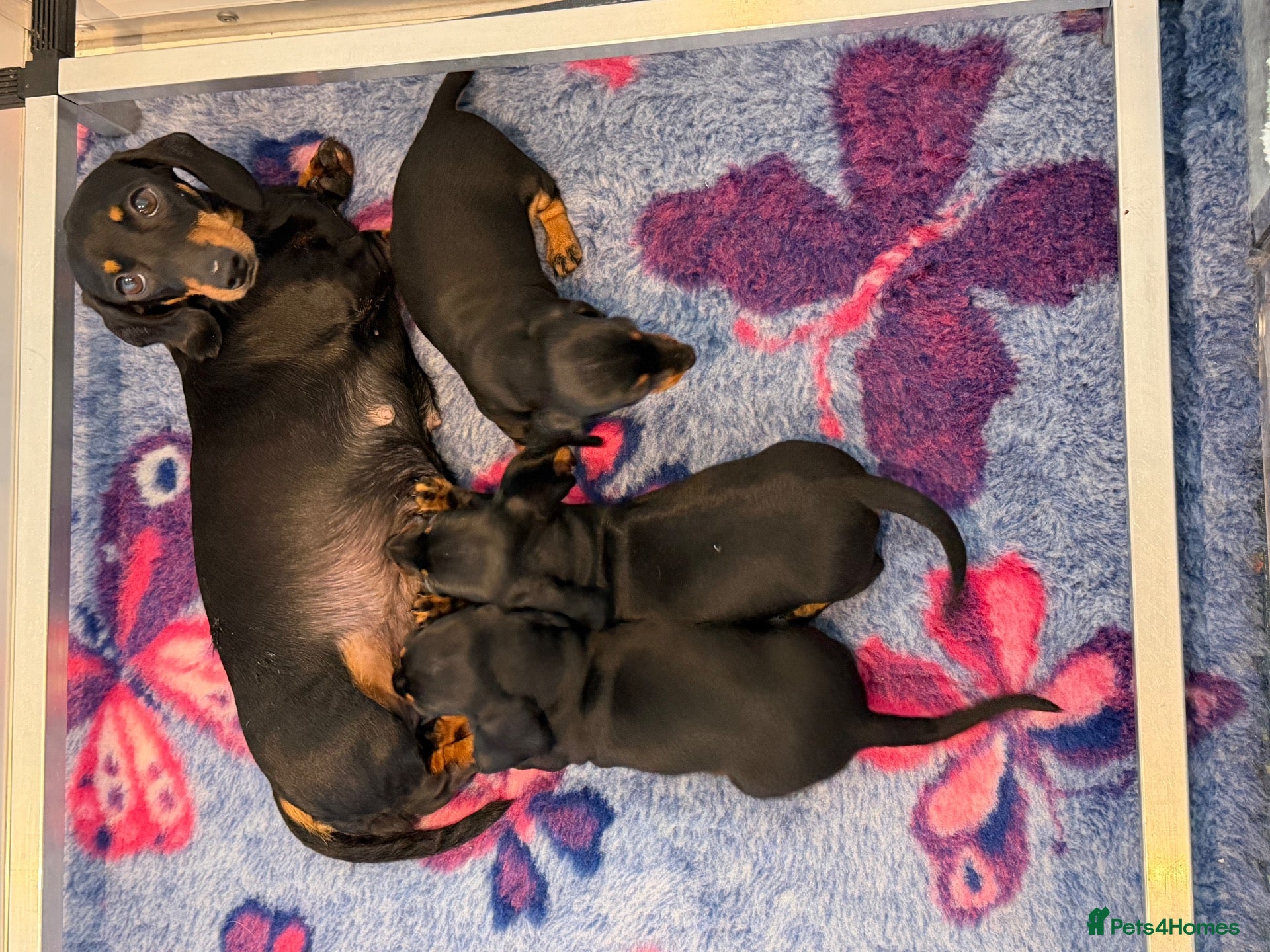 Miniature Dachshund dogs Stunning kc reg mini smooth pups ready to go  - Advert 2