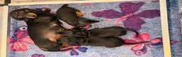 Miniature Dachshund dogs for sale: Stunning kc reg mini smooth pups ready to go  - Advert 2