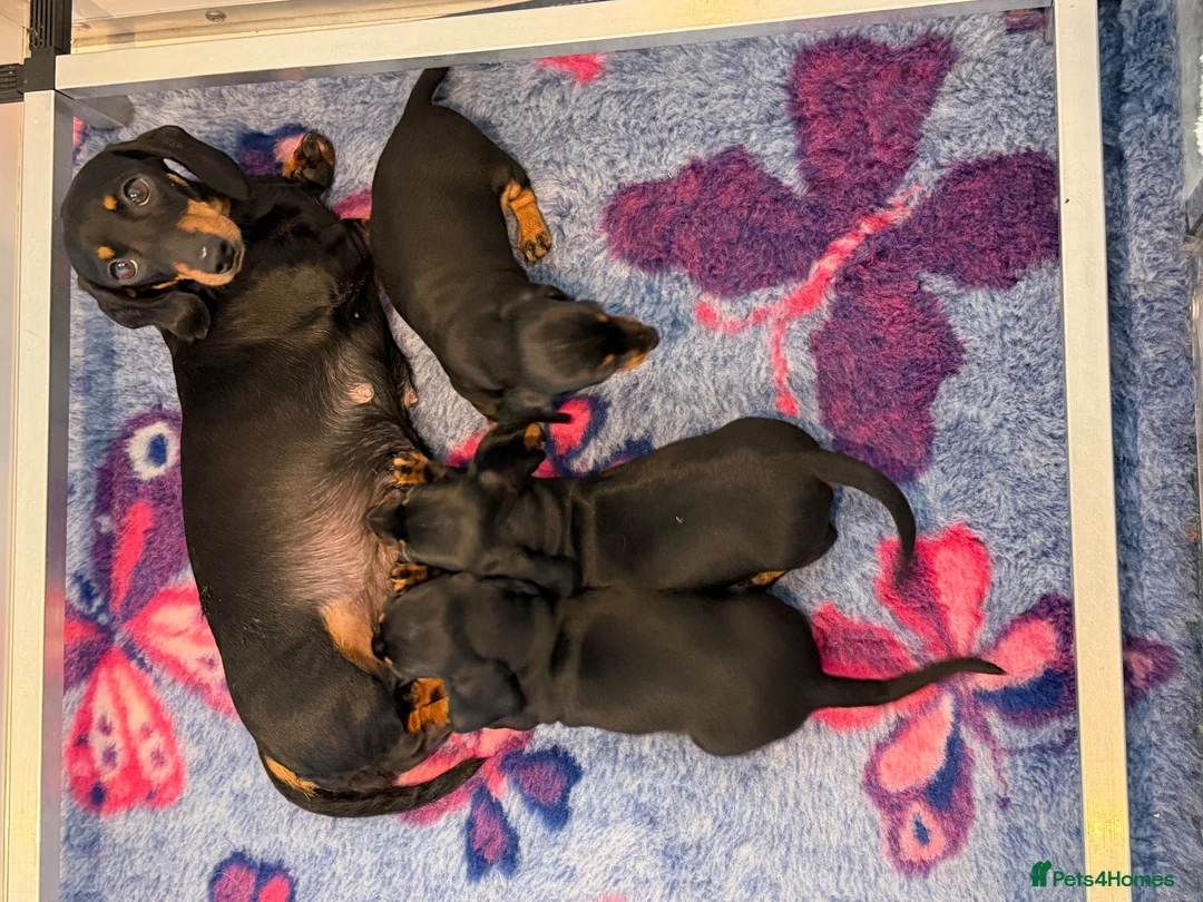 Miniature Dachshund dogs for sale: Stunning kc reg mini smooth pups ready to go  - Advert 2