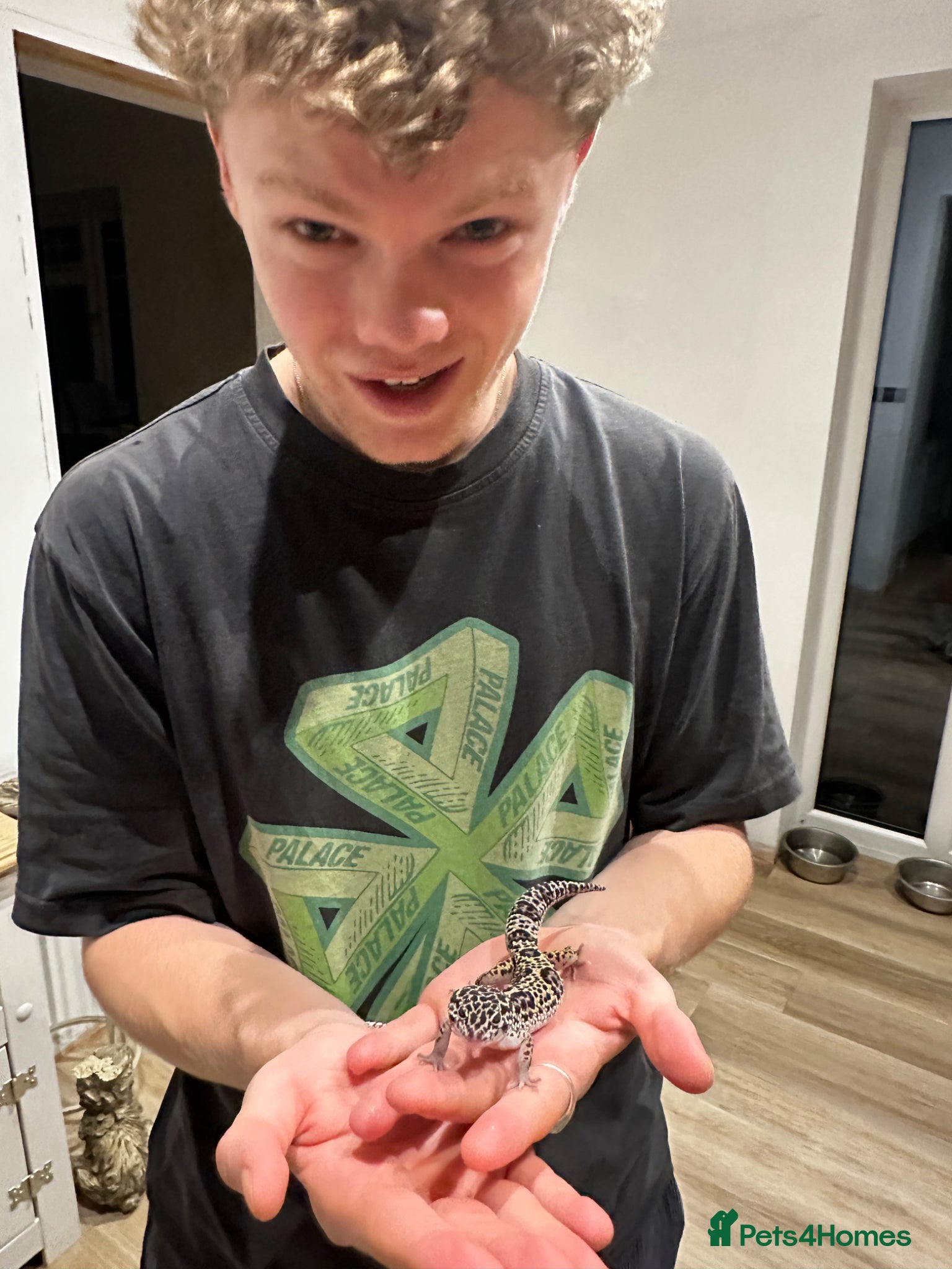 Gecko reptiles Leopard Gecko  - Advert 3