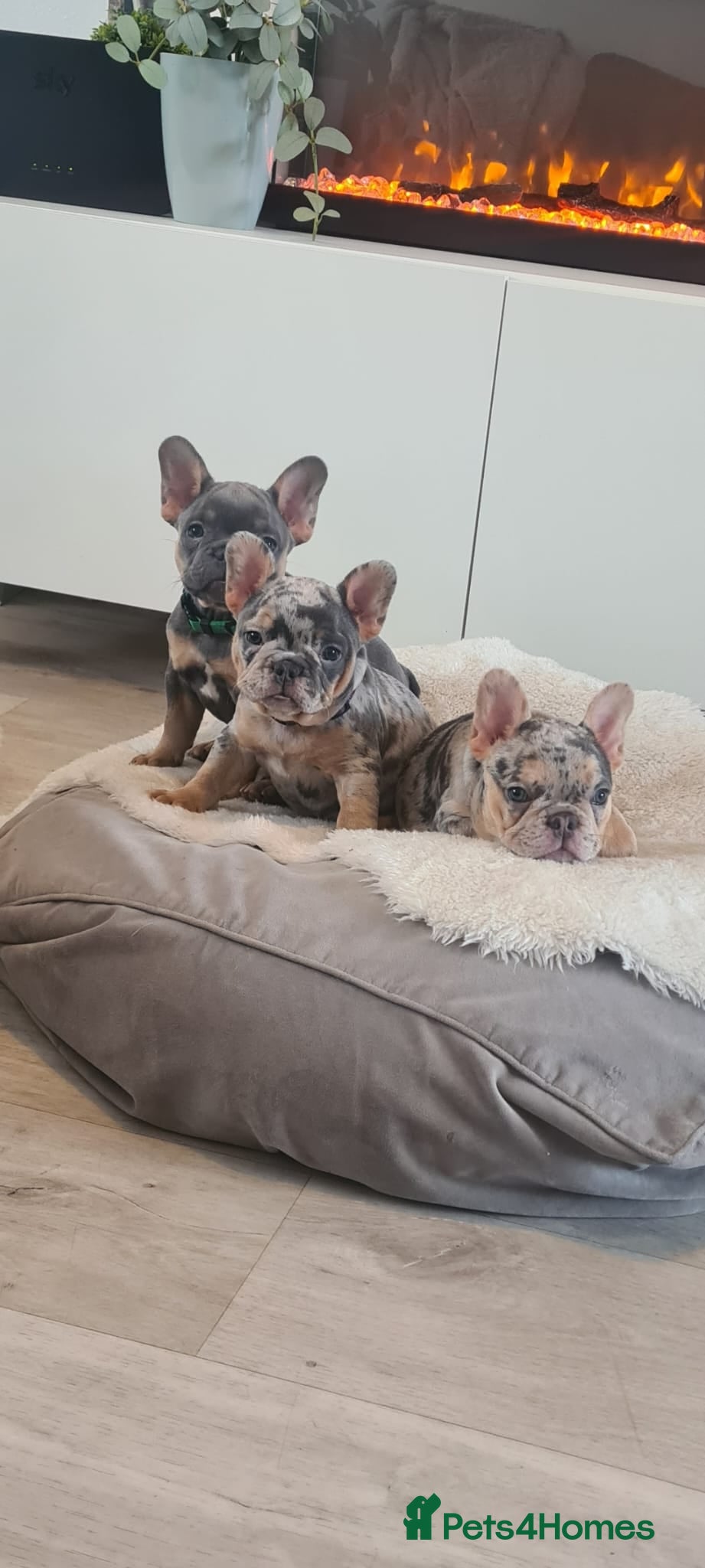 French Bulldog dogs HEALTH TESTED French Bulldog puppies  - Advert 7