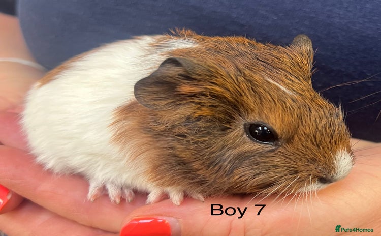 Guinea Pig rodents - Advert 12