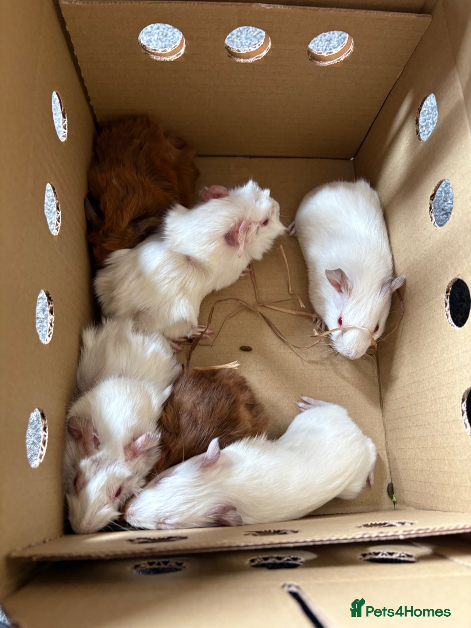 Guinea Pig rodents 6 male Guinea pigs  - Advert 2