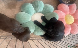 Cockapoo dogs for sale: READY NOW..!  cockapoos *1 girl 2boys* - Image 14