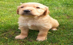 Golden Retriever dogs for sale: GOLDEN RETRIEVER  - Image 6