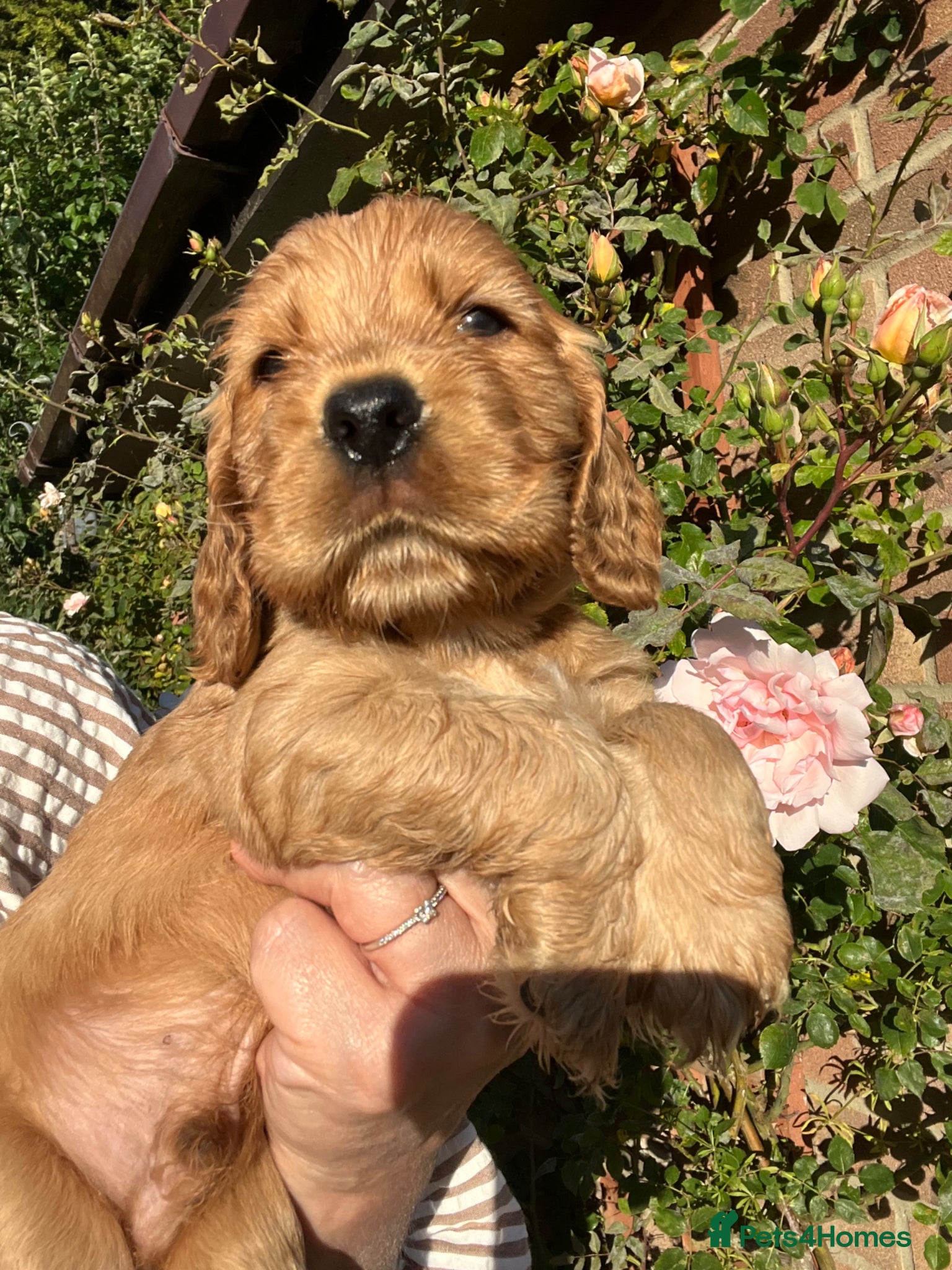 Cocker Spaniel dogs Outstanding Show Cocker Spaniels KC Reg - Advert 2
