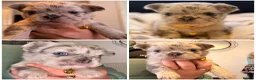 French Bulldog dogs for sale: Best in west mids.5 star full fluffy litter - Advert 5
