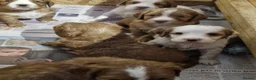 Cocker Spaniel dogs for sale: Cocker Spaniel Puppies  - Advert 7