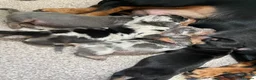 Miniature Dachshund dogs for sale: 5*homes ONLY- smooth haired miniature dauchunds    - Advert 7