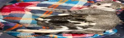 Mixed Breed cats for sale: Beautiful Bengal Cross Maine Coon Babies  in Andover - Advert 6