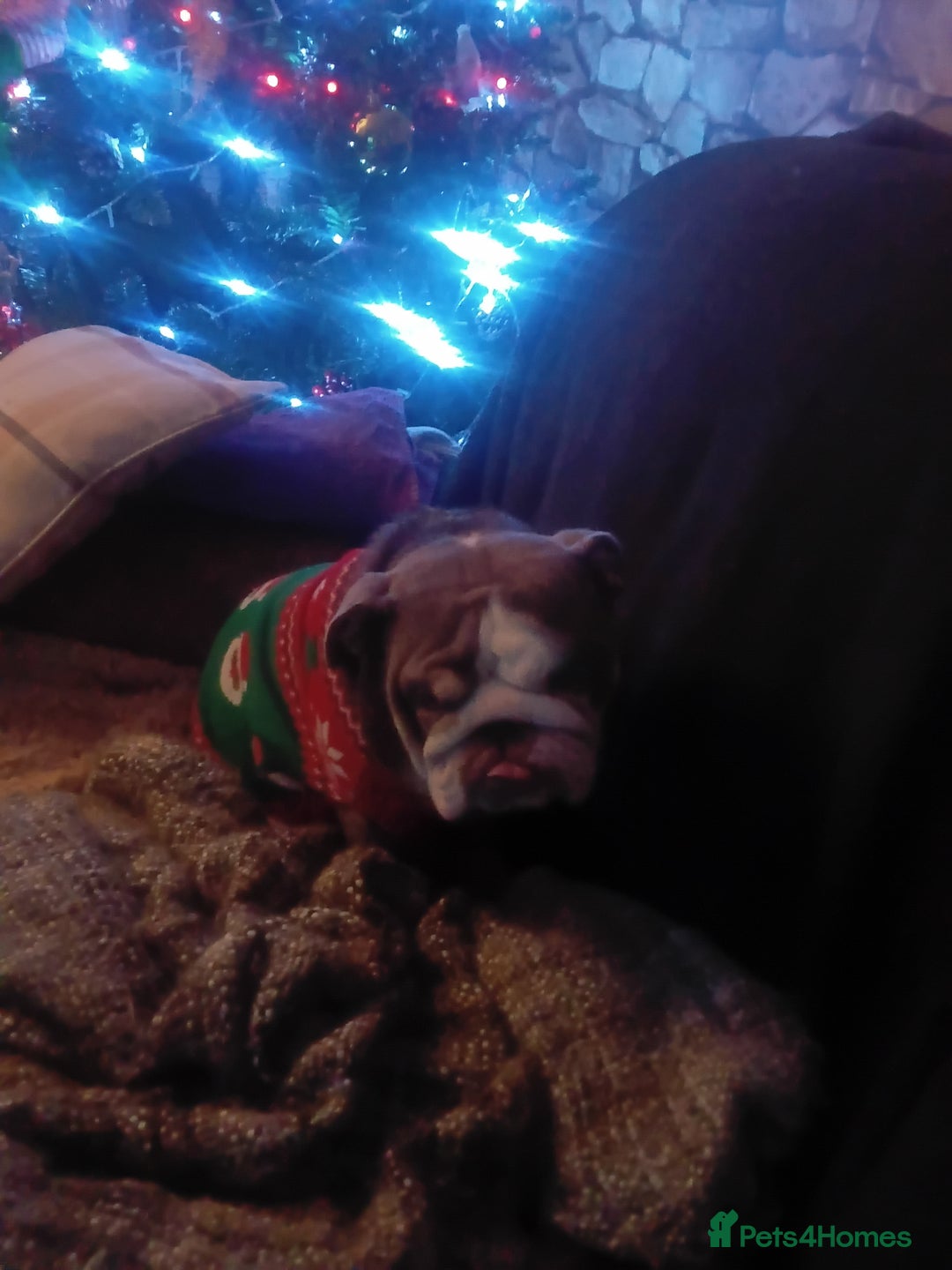 English Bulldog dogs for sale: Beautiful english bulldog female  - Advert 3