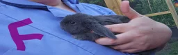 Mixed Breed rabbits for sale: Minilopxamericanblue  - Advert 5