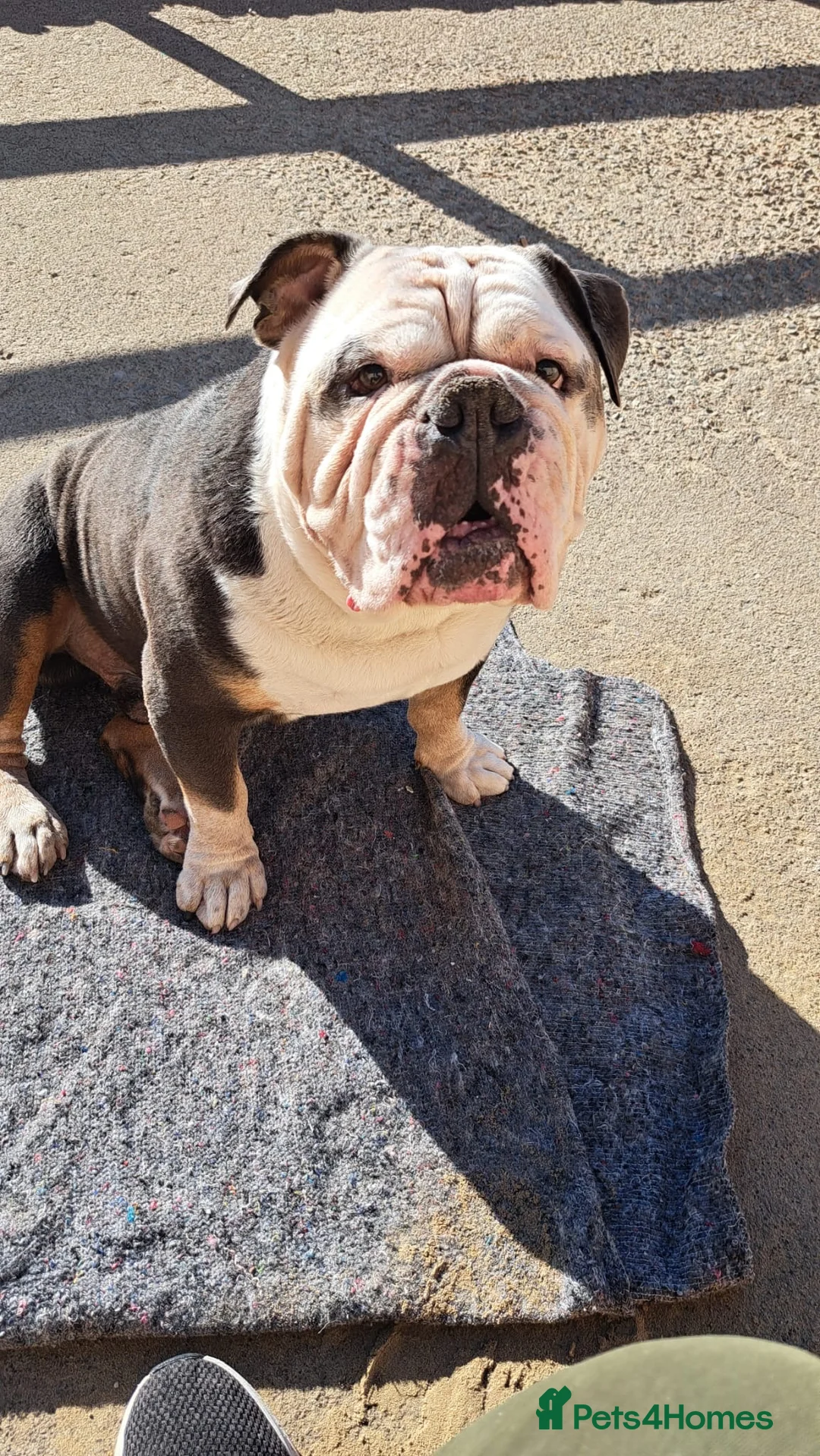 Old Tyme Bulldog dogs for stud: Roly old thyme bulldog  in Chichester - Advert 2